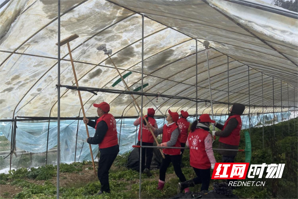 志愿者用竹竿、谷耙等除雪工具清除棚顶积雪。（张茂繁 摄）