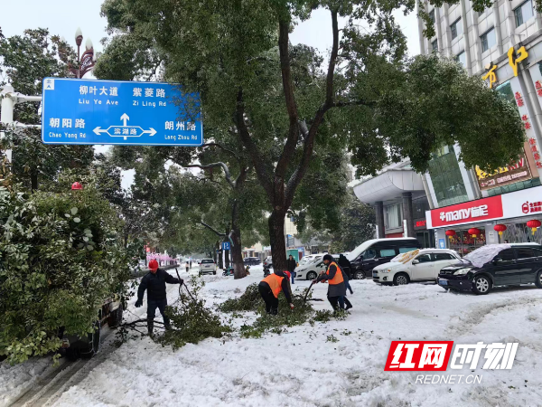 冰凌压枝，如何拯救“超重”的树木？ 湖南城管系统全力处置树木折枝、倒伏工作