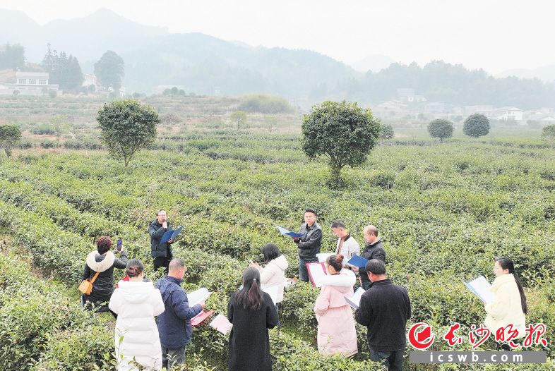 　　沩水源农民诗社成员在茶山上吟诵。