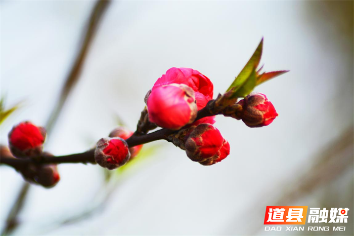 （图片新闻）道县：正月桃花别样红8_副本.png