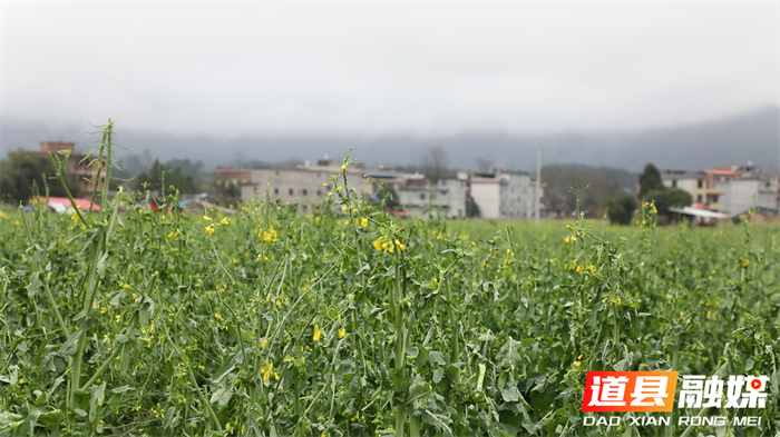 道县仙子脚镇：突遭冰雹袭击 油菜作物受灾1_副本.png