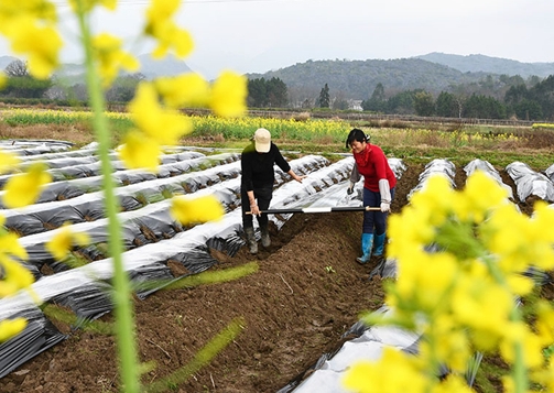 Yushui Solar Term Marks a Busy Season for Farmers