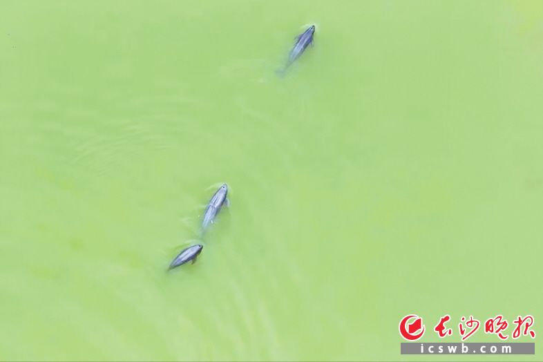 　　江豚在湘江湘阴临资口至新泉闸段水域游玩。长沙晚报通讯员 易辉 摄