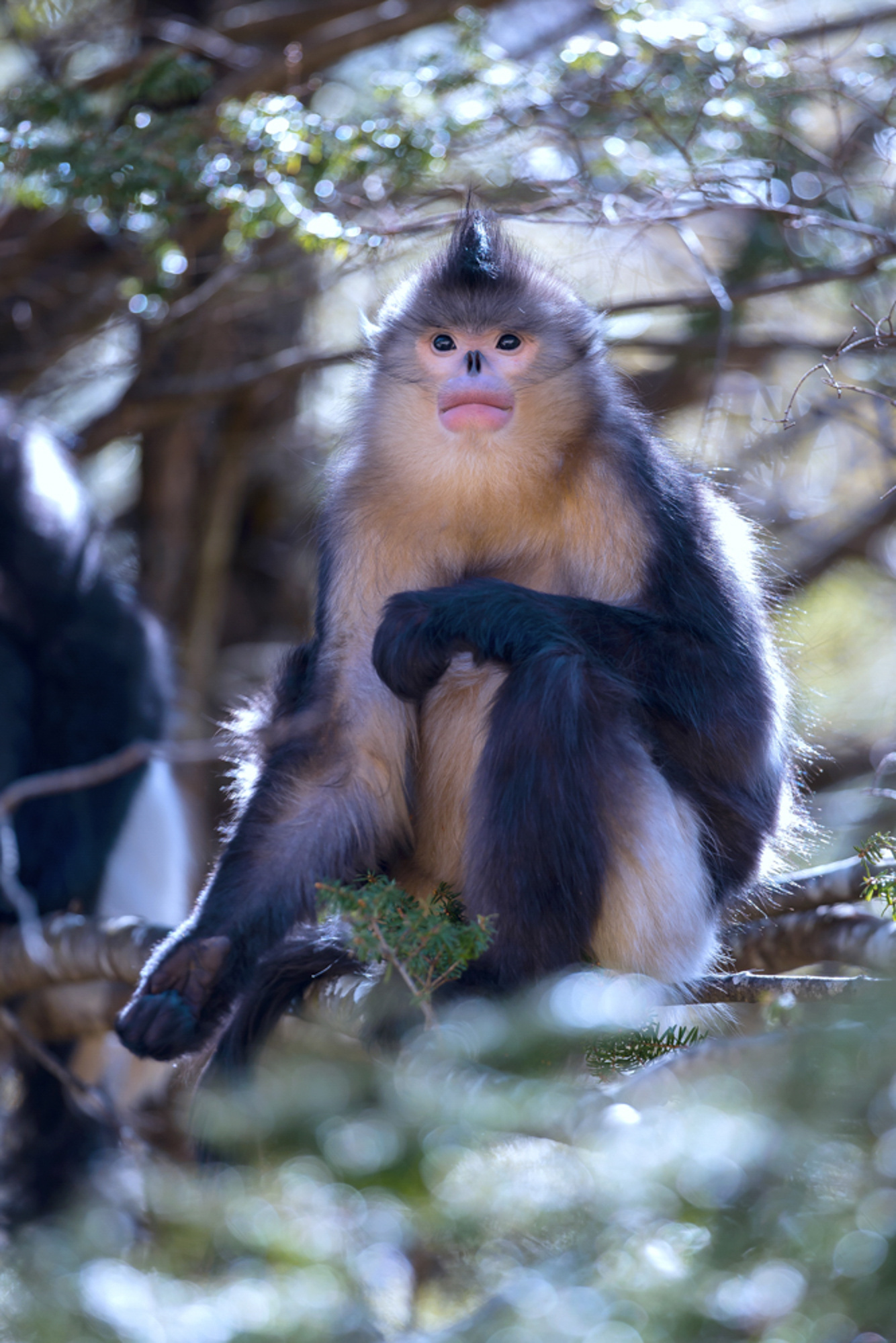 国家一级保护野生动物--滇金丝猴-自然影像中国谢建国摄.jpg?x-oss-process=style/w10