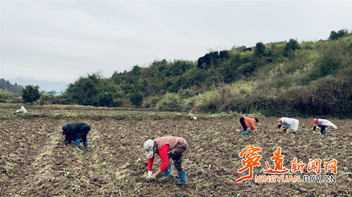 宁远：人勤春来早 烤烟移栽忙_副本500.jpg