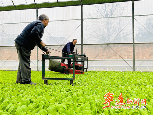 宁远：人勤春来早 烤烟移栽忙2_副本500.jpg