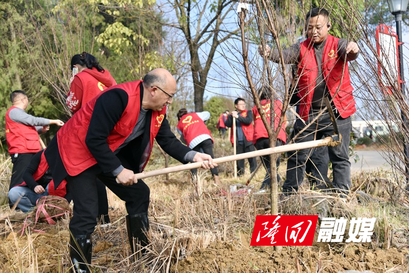 隆回县财政局：组织志愿者参加植树活动(图1)