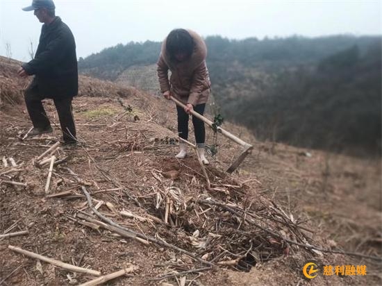 植树.jpg 植树.jpg