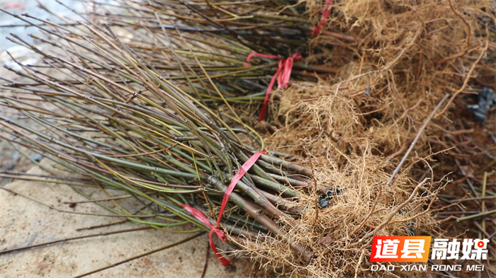 道县：种上中药材 播下新希望1_副本.png