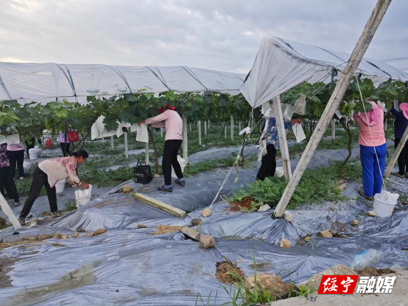 唐家坊镇：书写乡风文明新篇章(图4)