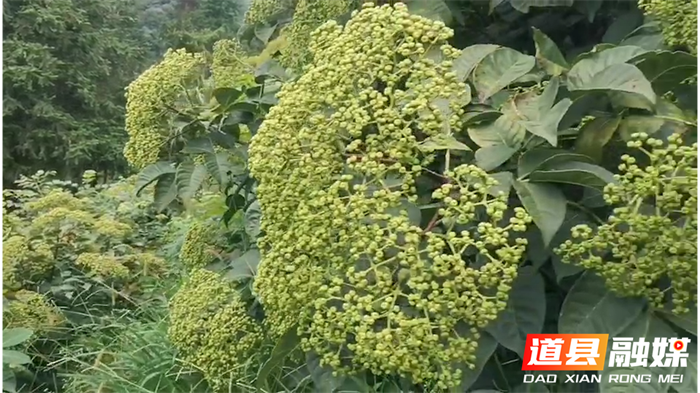 道县：种上中药材 播下新希望4_副本.png