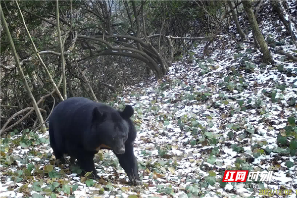 黑熊 国家二级保护动物.jpg