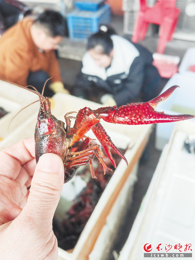 马王堆海鲜水产市场，小龙虾抢鲜上市，目前市场日均交易量约4000公斤。长沙晚报全媒体记者 刘捷萍 摄