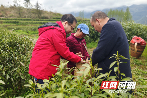 农商银行工作人员了解茶农生产经营情况.jpg