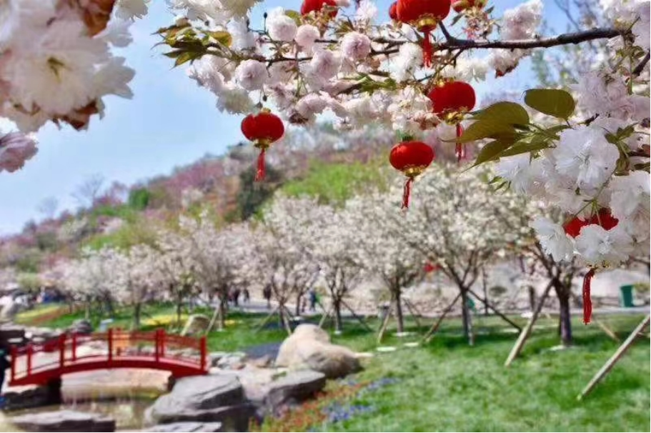 8th Cherry Blossom Cultural Tourism Festival (Mar. 16- May 31, 2024 )