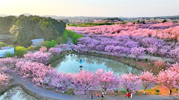 Cherry Blossom Festival Kicks off in Hunan