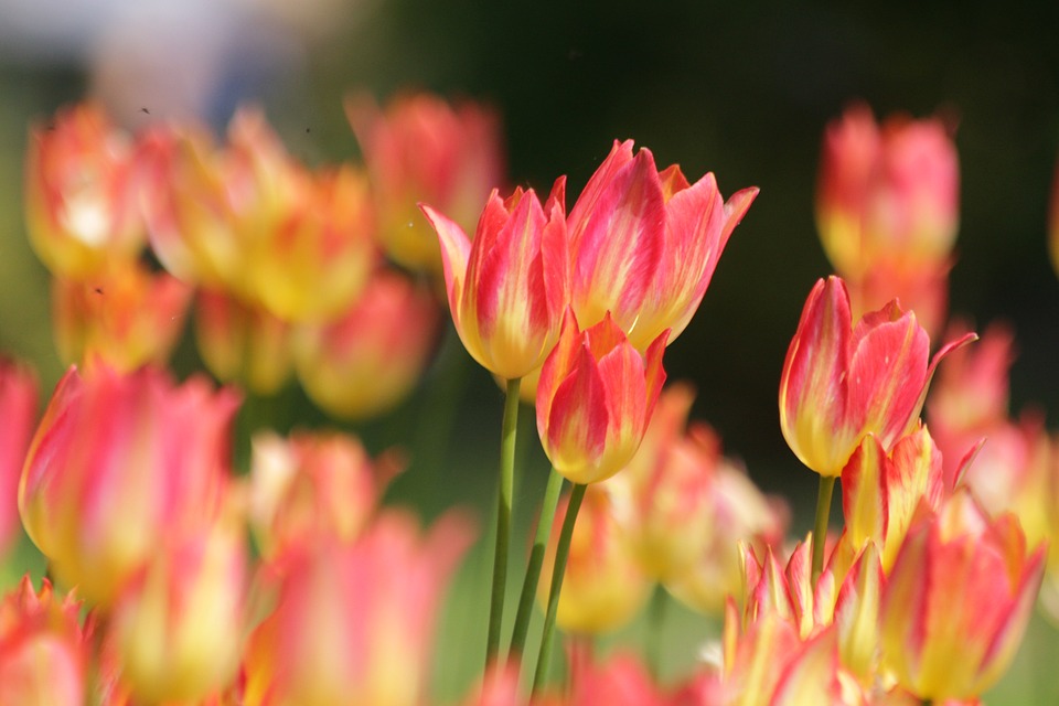 tulips-3650718_960_720.jpg