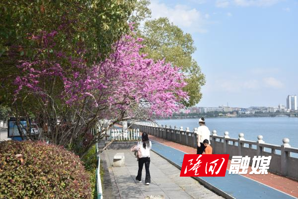 隆回市民赏花踏春徜徉春景(图3)