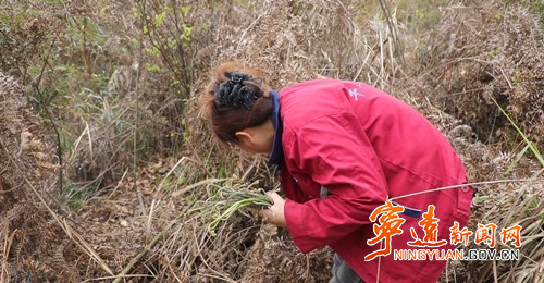 宁远：山珍蕨菜鲜又嫩_副本500.jpg