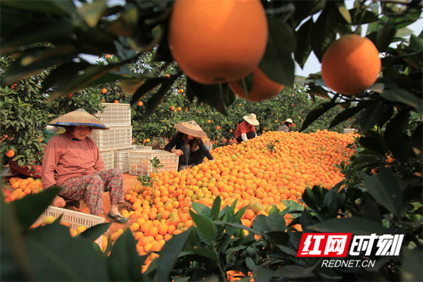 道州脐橙获评2023年湖南省
