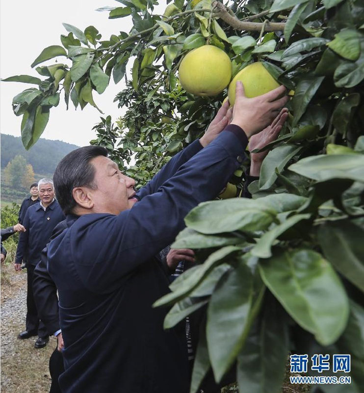 11月3日至5日，中共中央總書記、國(guó)家主席、中央軍委主席習(xí)近平在湖南考察。這是3日下午，習(xí)近平來(lái)到湘西土家族苗族自治州鳳凰縣廖家橋鎮(zhèn)菖蒲塘村了解扶貧開發(fā)和水果產(chǎn)業(yè)發(fā)展情況，親手幫村民摘柚子。新華社記者蘭紅光攝.jpg