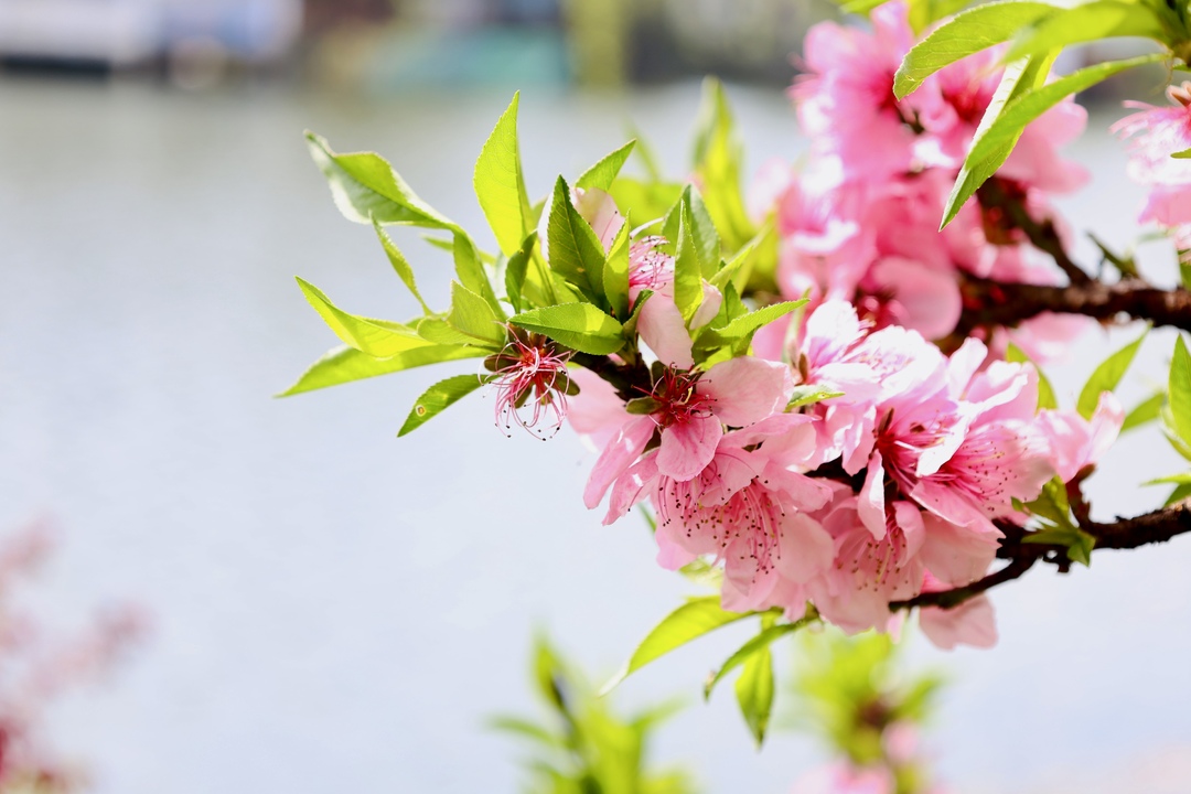春日雨湖公园：繁花密叶，姹紫嫣红