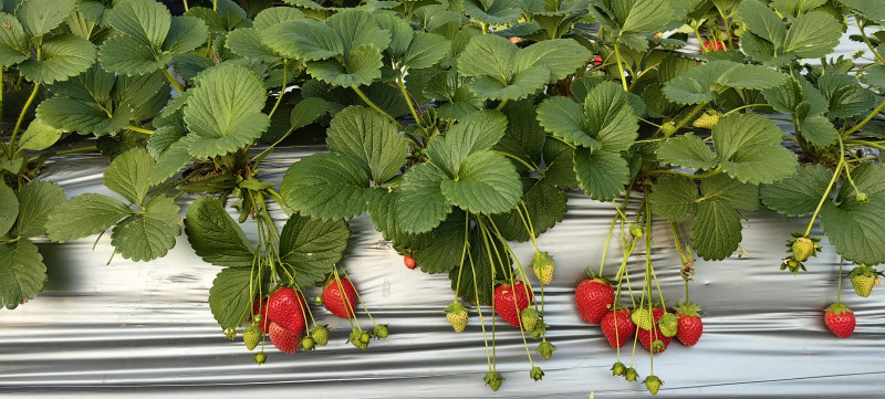 庭怡草莓园诱人的成熟草莓。