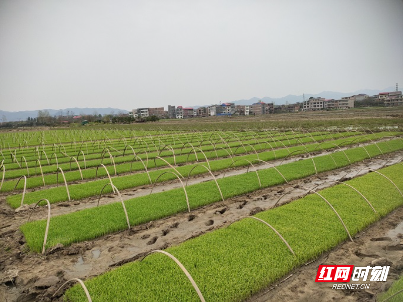 图为安平居委会育秧基地.jpg