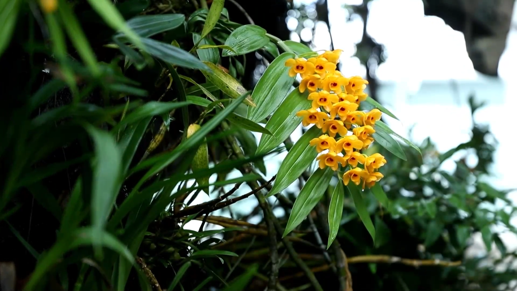 带你穿越植物王国！探访昆明植物园“扶荔宫”-新华网