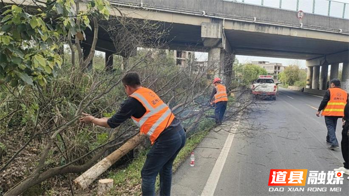 道县公路部门：清理公路沿线枯树消除安全隐患_副本.png