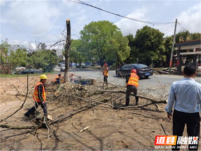 道县公路部门：清理公路沿线枯树消除安全隐患2_副本.png