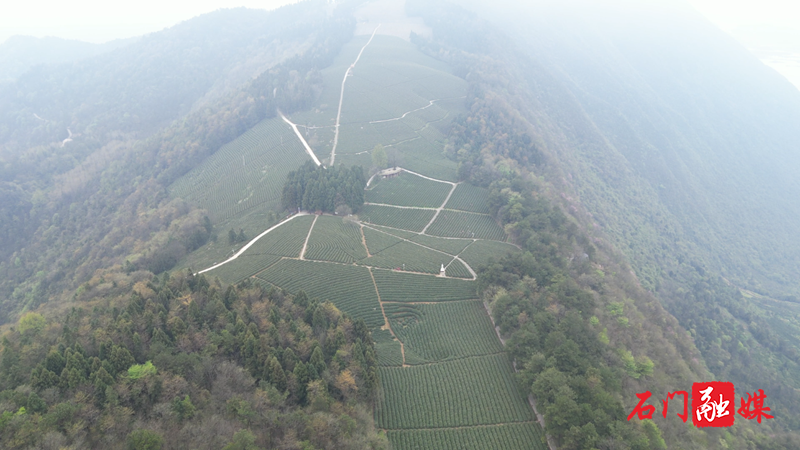 石门县:上春山 采春茶 不负春光茶飘香1.png 石门县:上春山 采春茶 不负春光茶飘香1.png