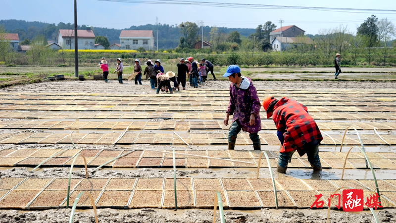 种粮大户吴志国:永远放不下这片土地2.png 种粮大户吴志国:永远放不下这片土地2.png