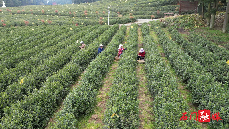 石门县:上春山 采春茶 不负春光茶飘香4.png 石门县:上春山 采春茶 不负春光茶飘香4.png