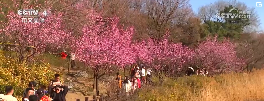 “繁荣”“繁花”“繁华”，跟着繁花去旅行！文旅消费释放蓬勃动能