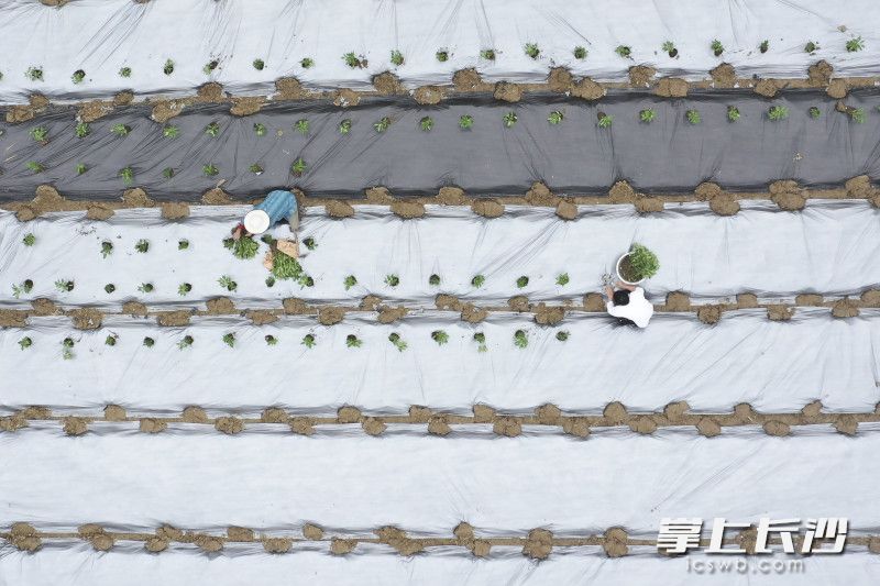 4月10日，捞刀河畔的凤羽村春耕备耕氛围火热，当下农民正忙着育秧，开启新一季的农业生产。