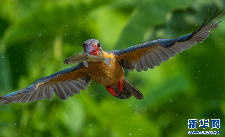 万千气象看云南|德宏盈江:摄影师捕捉到鹳嘴翡翠珍贵画面_新华网