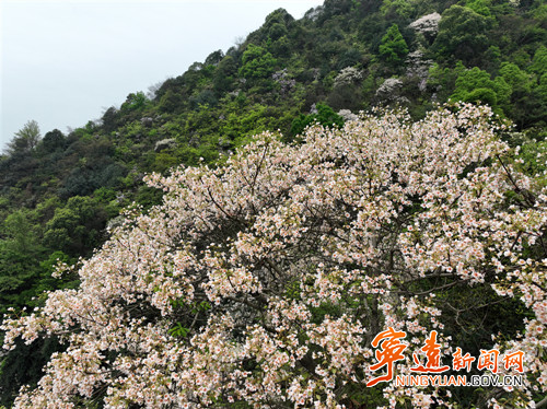 宁远：油桐花开白如雪 山花灿烂春正好2_副本500.jpg