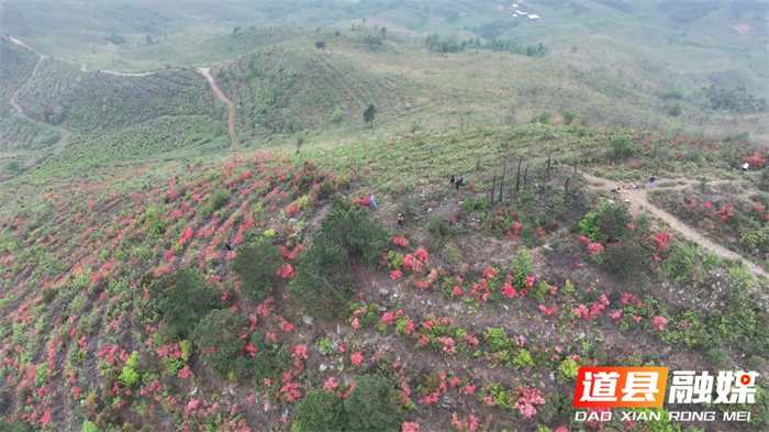 杜鹃花开满山红 赏花“打卡”正当时1_副本.png