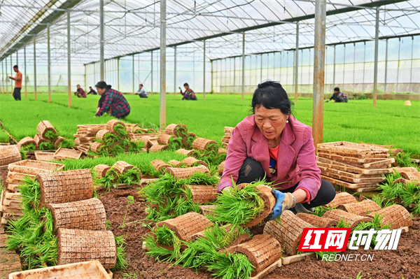 工人把即将运到农田的秧苗卷成卷状（刘原摄）.jpg