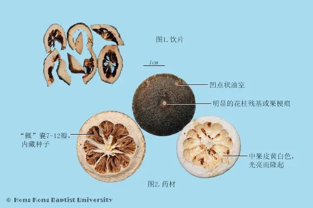 【健康渌口行动】中医科普丨哪些中药以“陈者为佳”？_卫生健康局_渌口新闻网