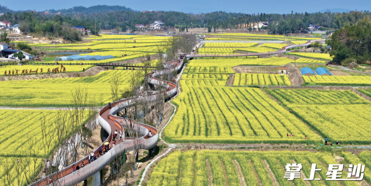 今年3月以來，福臨鎮千畝油菜花盛開，許多游客慕名而來。