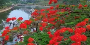 5月起，登革热将进入流行季，请注意防范