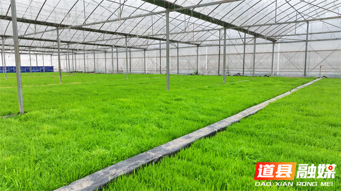 闲置设施再利用 一棚多用巧助农3_副本.png