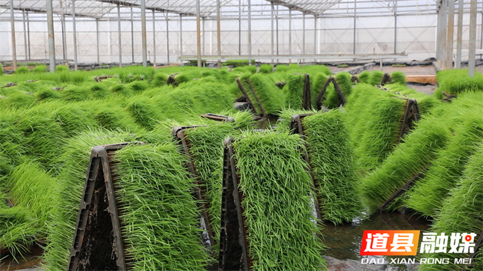 闲置设施再利用 一棚多用巧助农5_副本.png