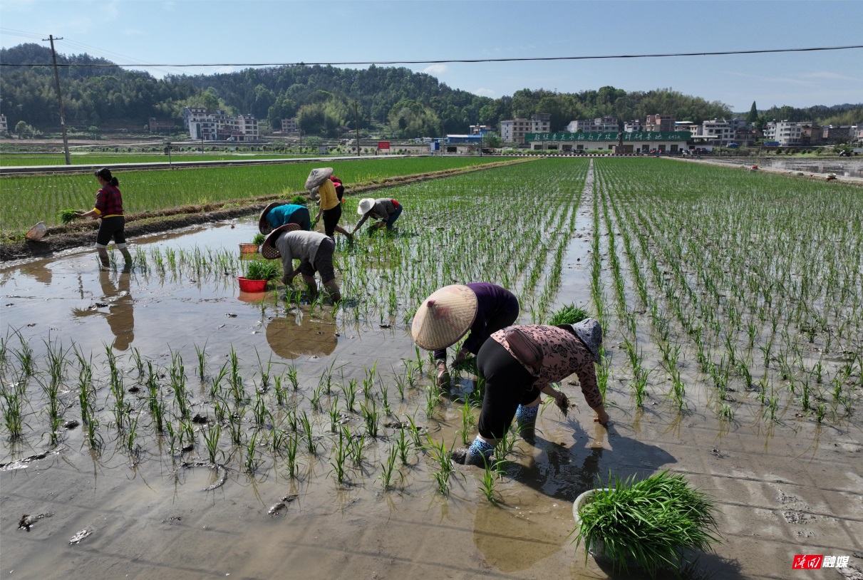 羊古坳镇：创建再生稻示范  引领粮食产业提质增效