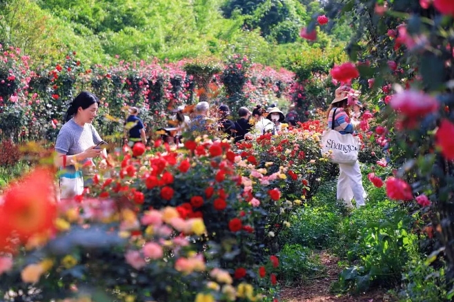 湖南省植物园月季绽放，看看分类视角下的美妙世界