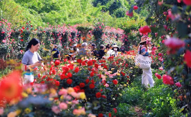 湖南省植物园月季绽放，看看分类视角下的美妙世界