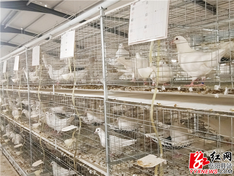 高床式鸽舍.jpg