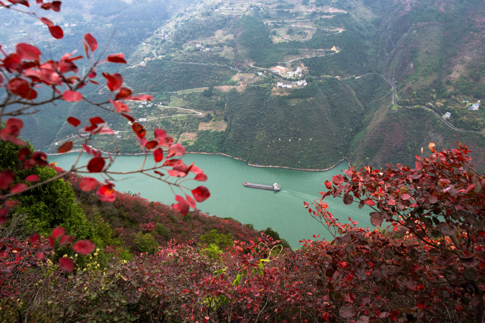 船舶行驶在红叶掩映下的长江三峡重庆市巫山县水域（2023年11月30日摄）。新华社记者 肖艺九 摄